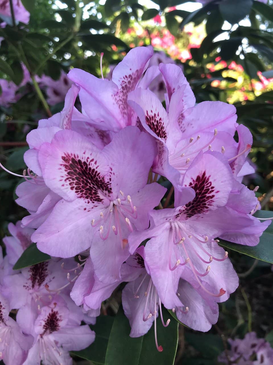 Lily Pond & Fountain