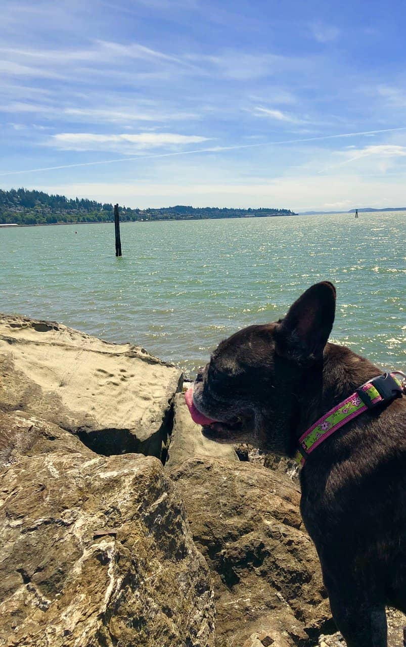 Bellingham Bay Waterfront