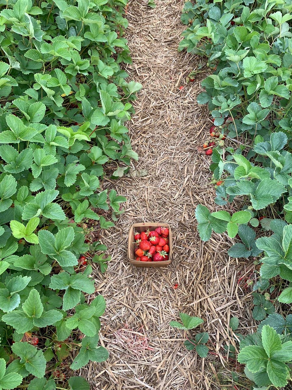 Pumpkin Patch Picking
