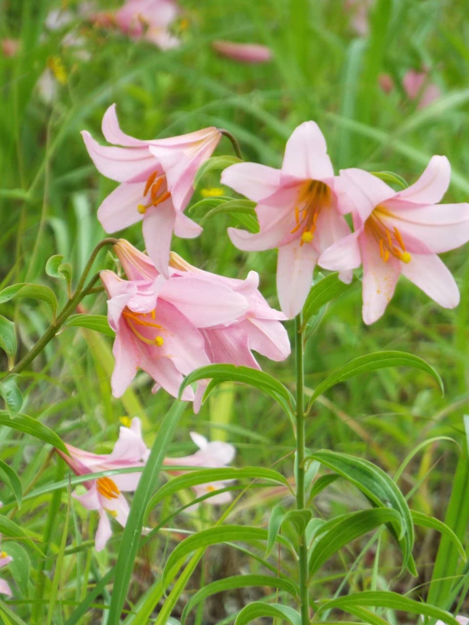 Breathtaking Mountain Vistas