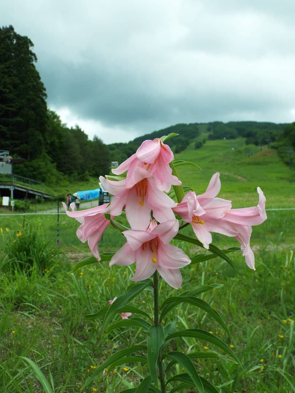 Olympic-Level Training Ground