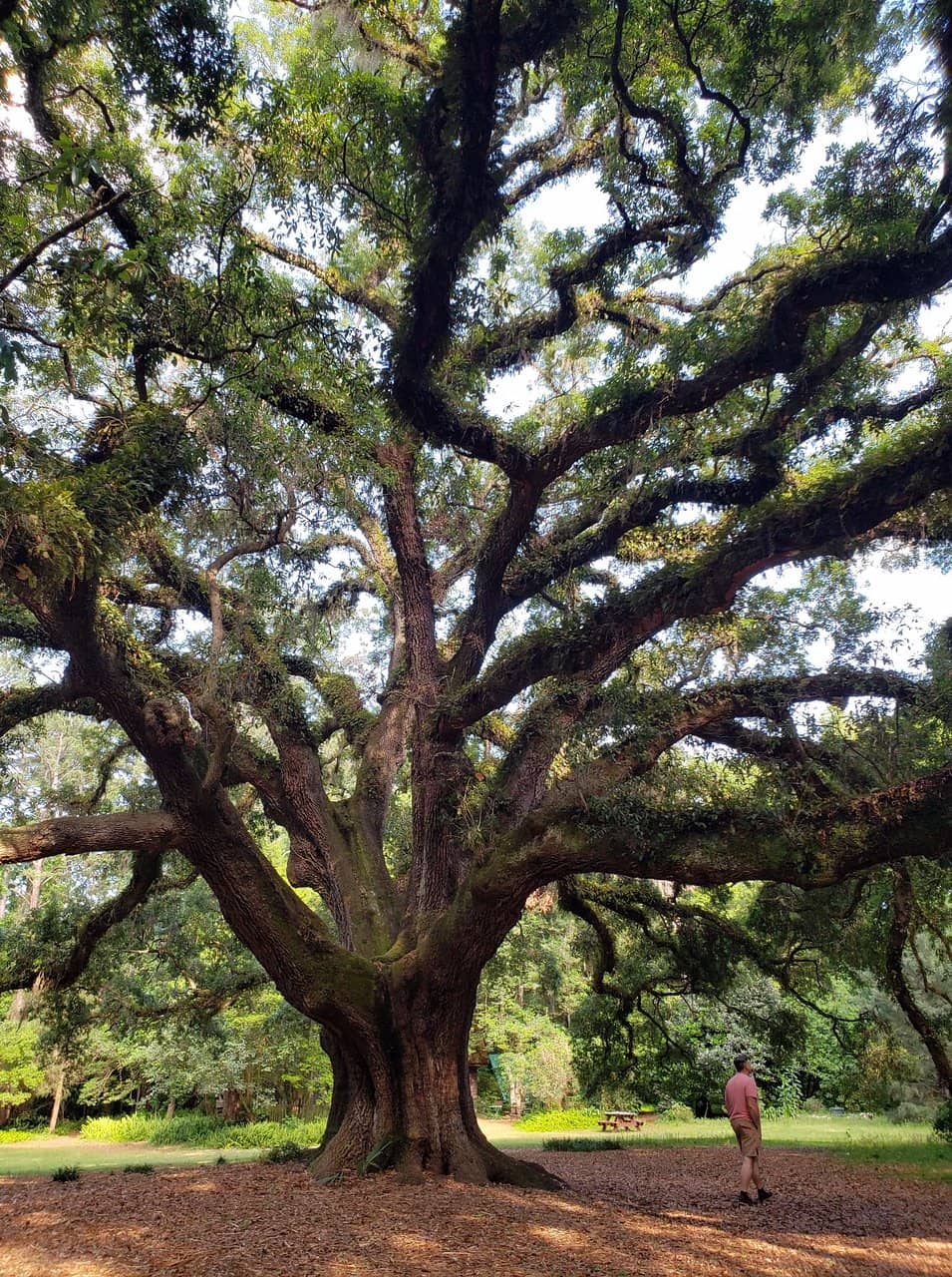 The Majestic Live Oak
