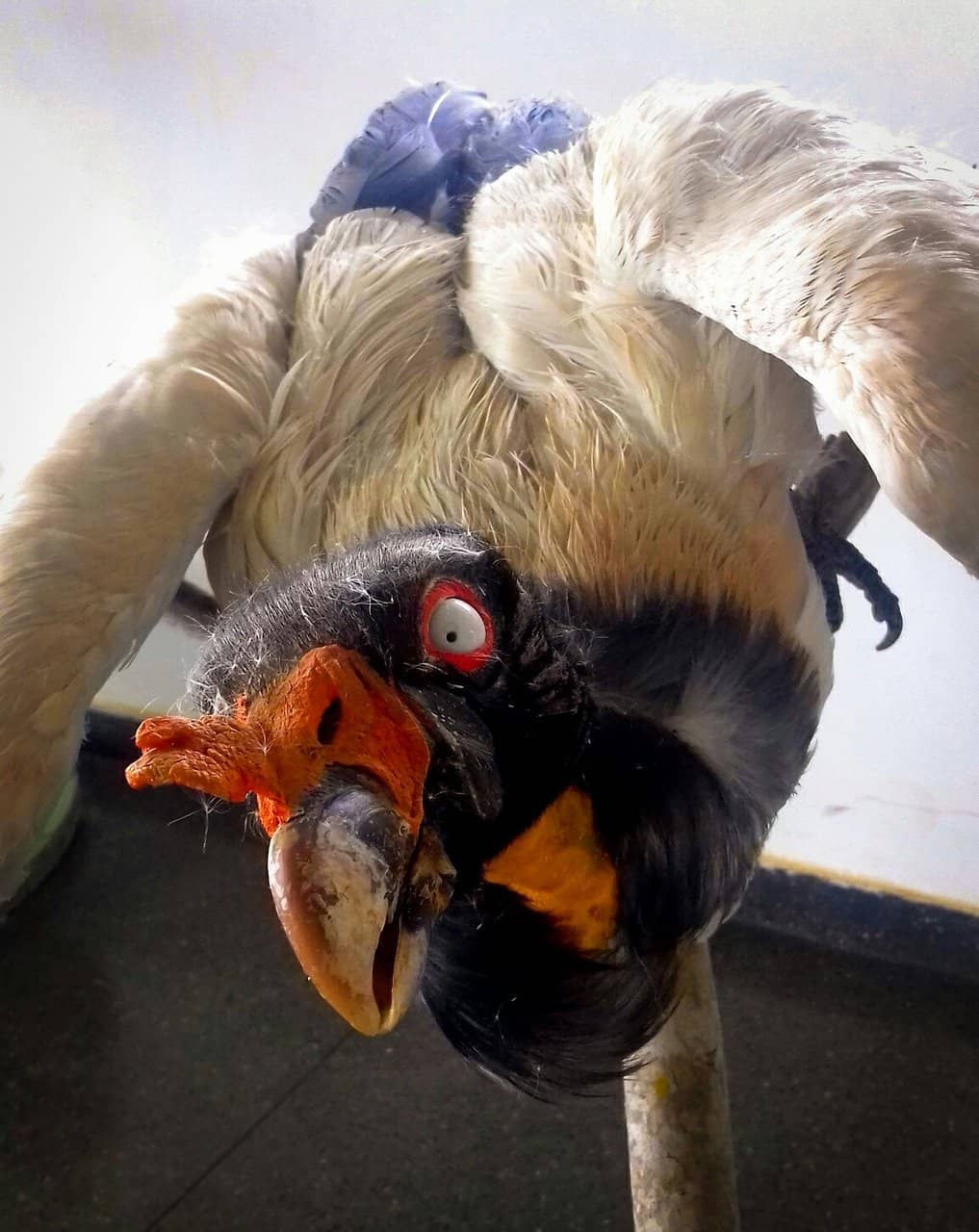 Seasonal Decorations