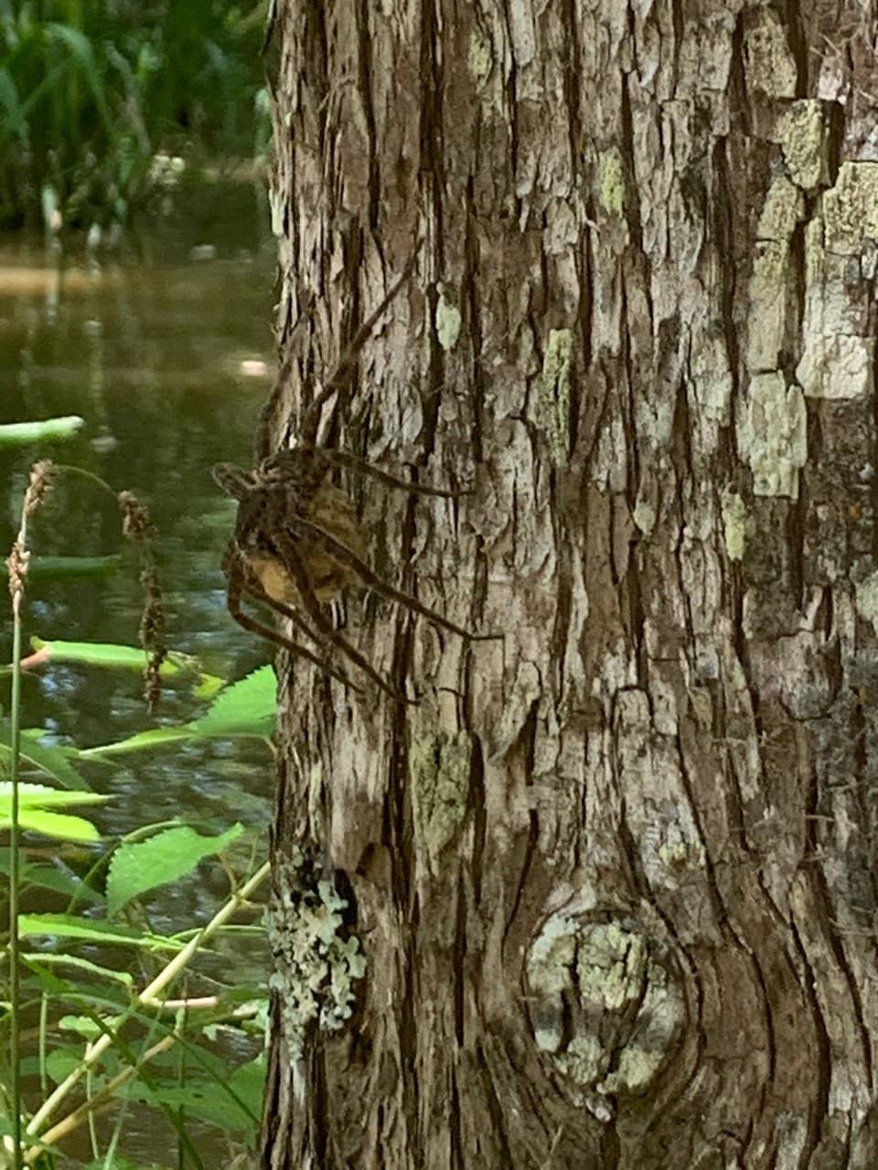 Alligator Encounters