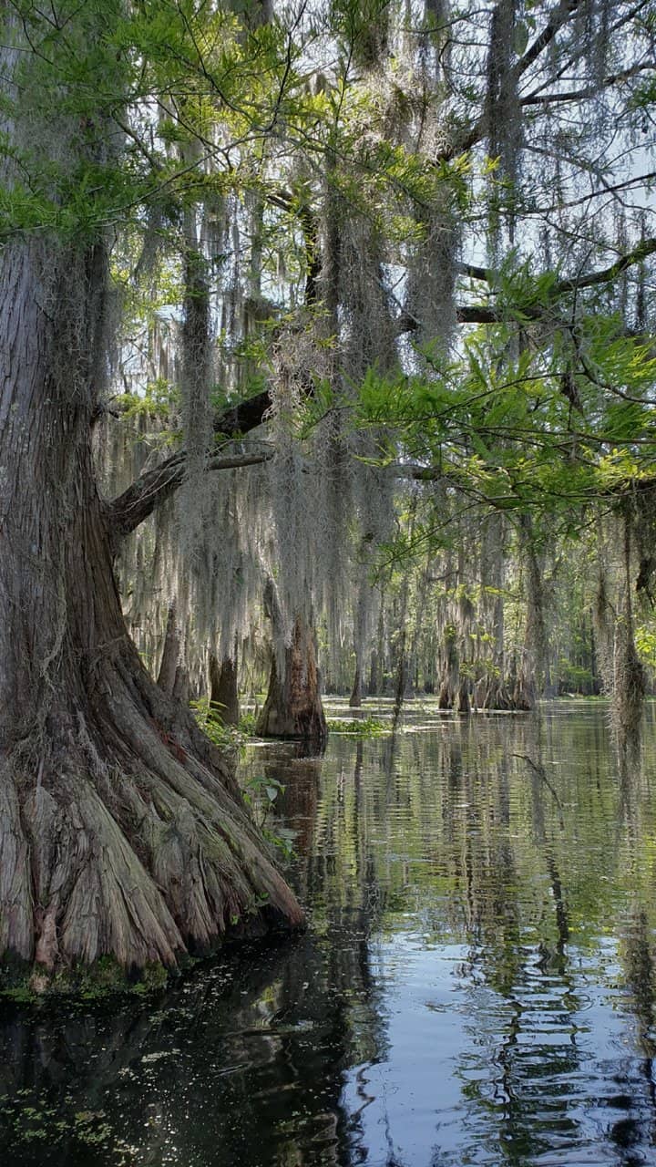 Bayou Teche Experience
