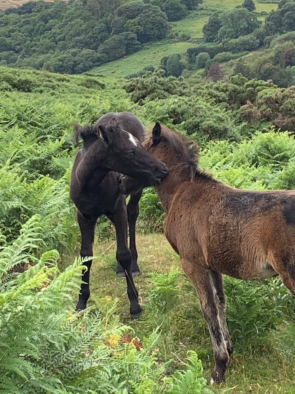 Hound of the Baskervilles Exhibition