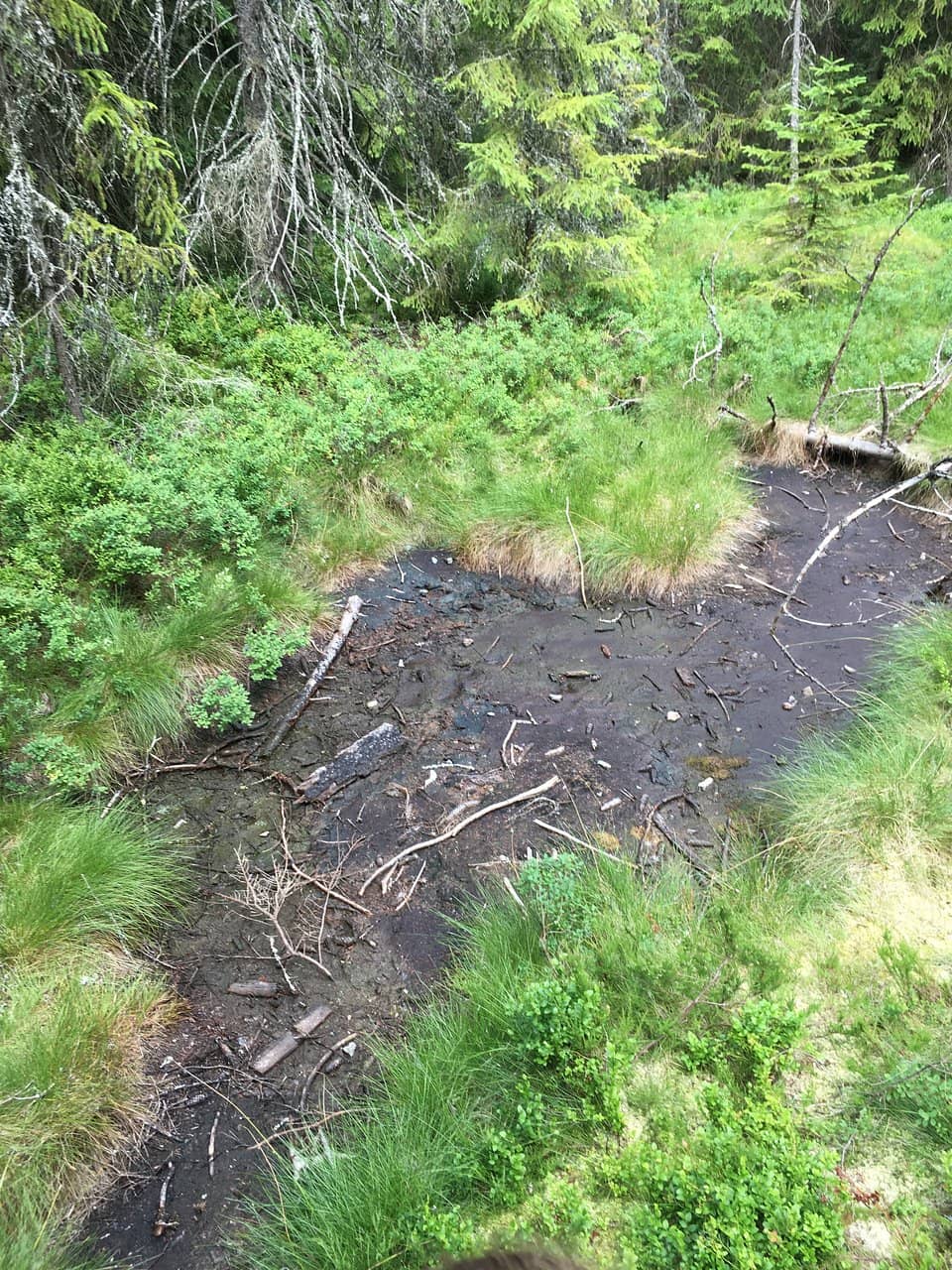 Forest Walk to Kyselka