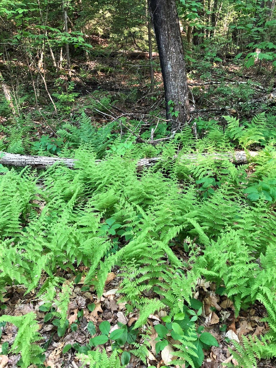 Wheelchair Accessible Trail