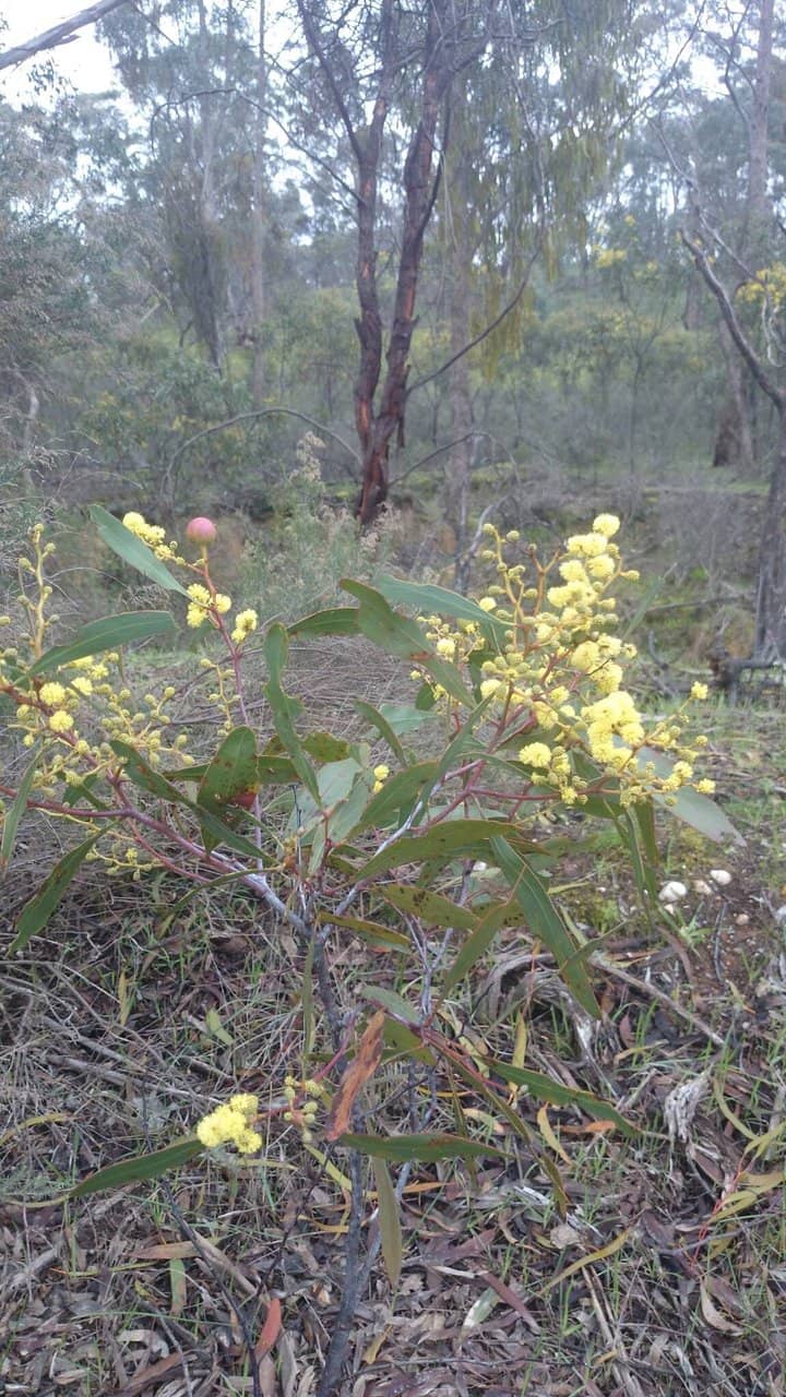 Historical Gold Mining Sites