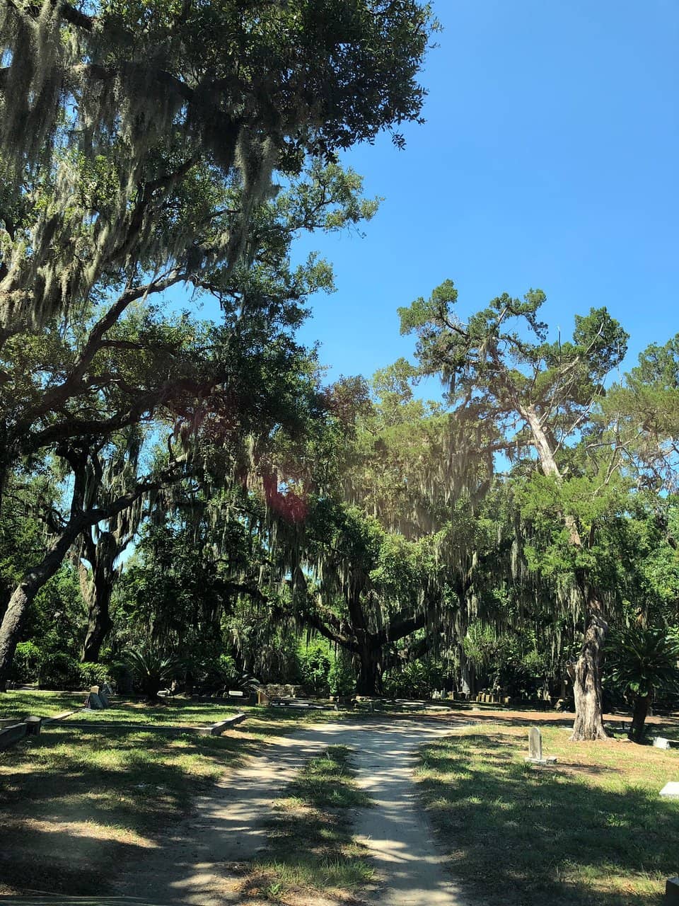 Ancient Oaks and Spanish Moss