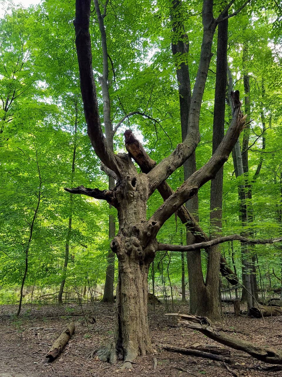 Peaceful Hiking Trails