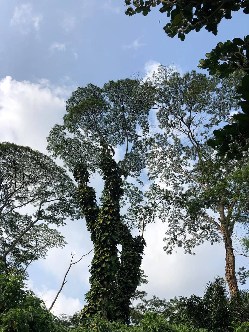 Tranquil Nature Walk