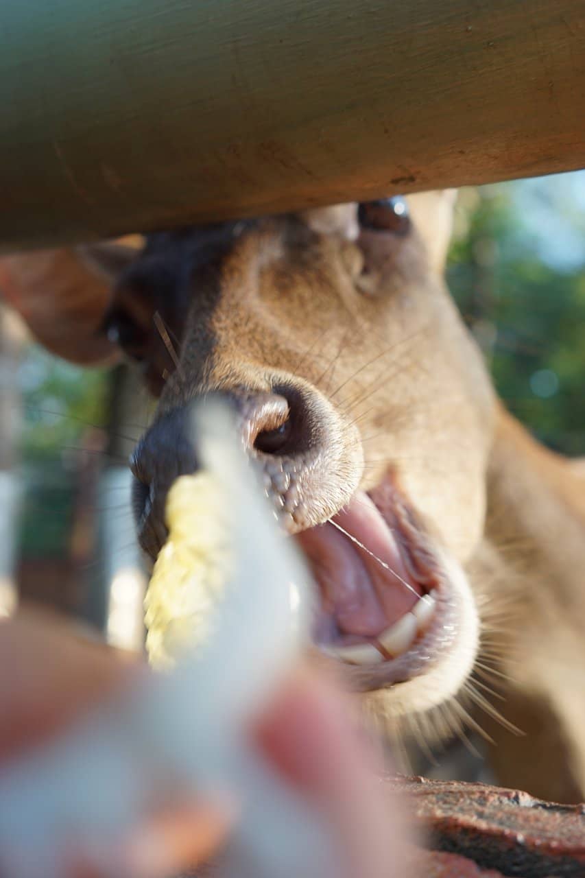 Buggy Tour with Guide