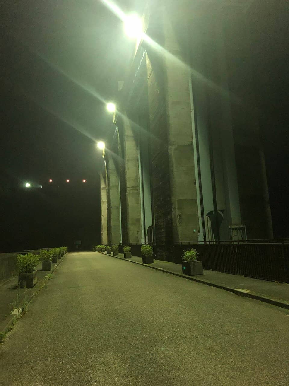 Vibrant Cherry Blossoms