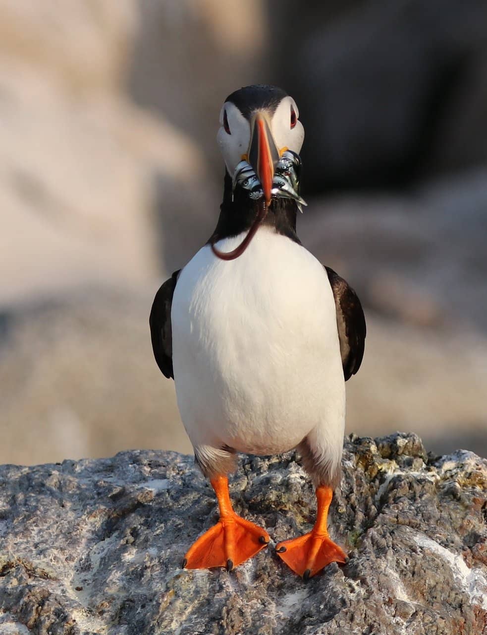 Interactive Exhibits