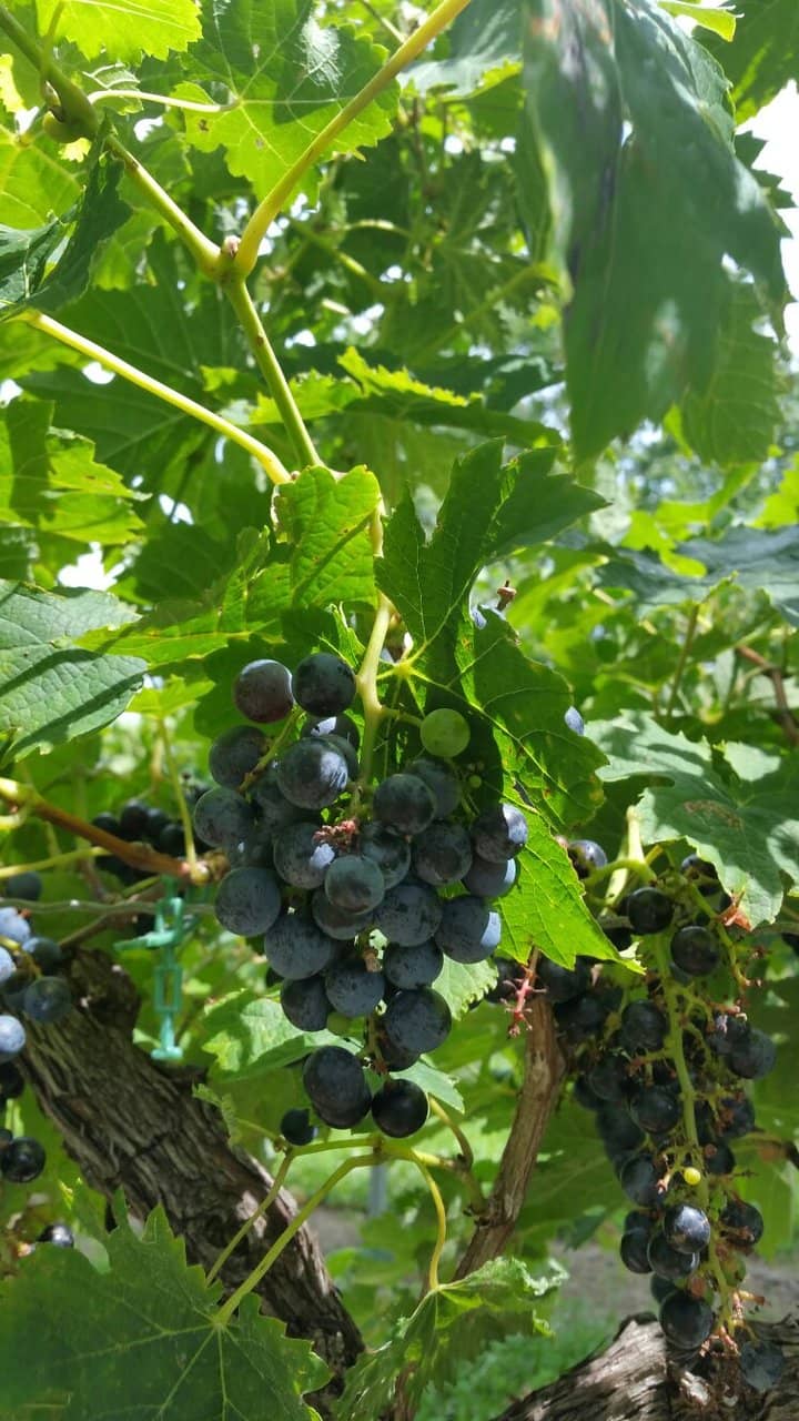 Wine Tasting Experience