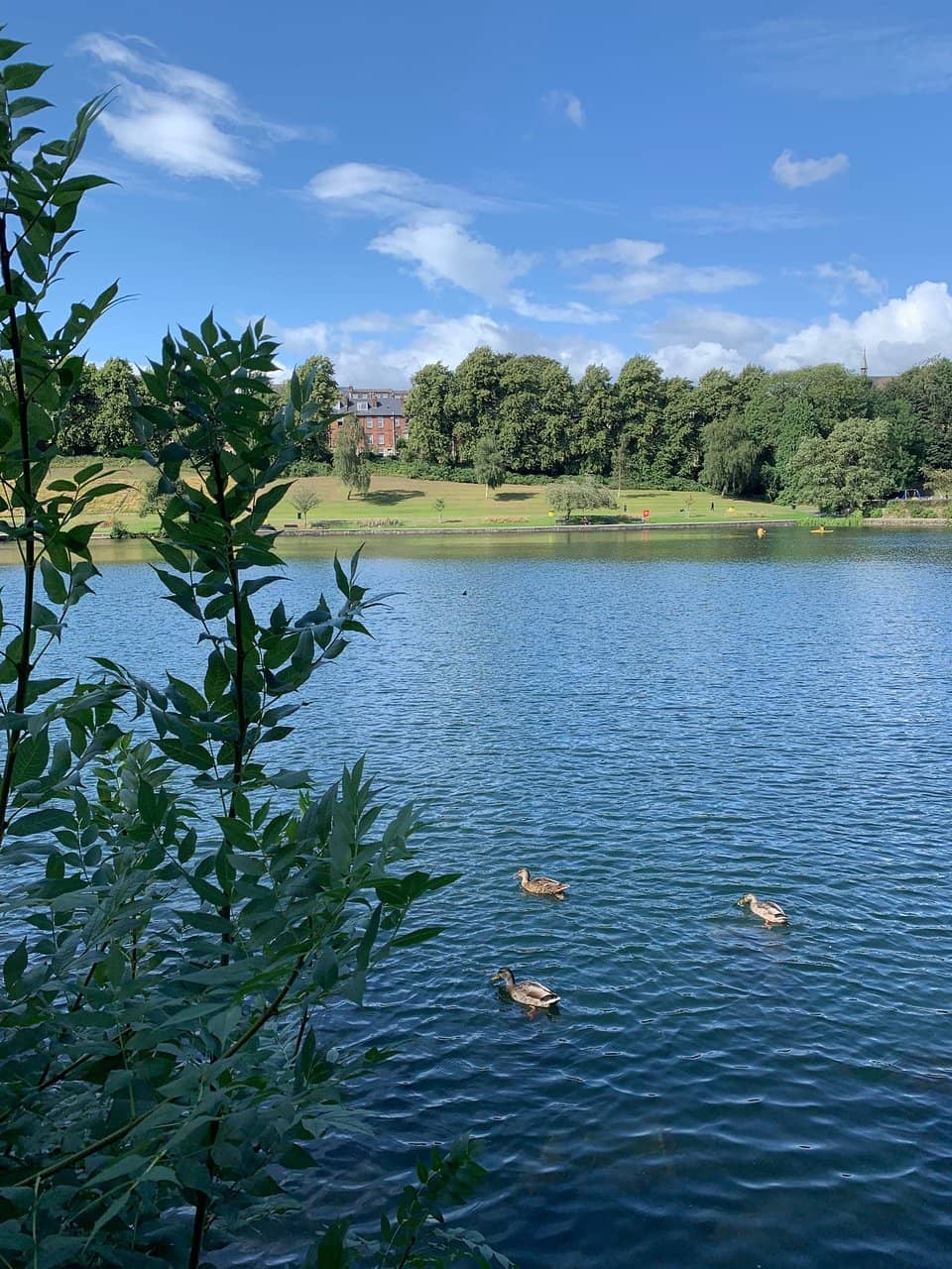Cherry Blossom Blooms