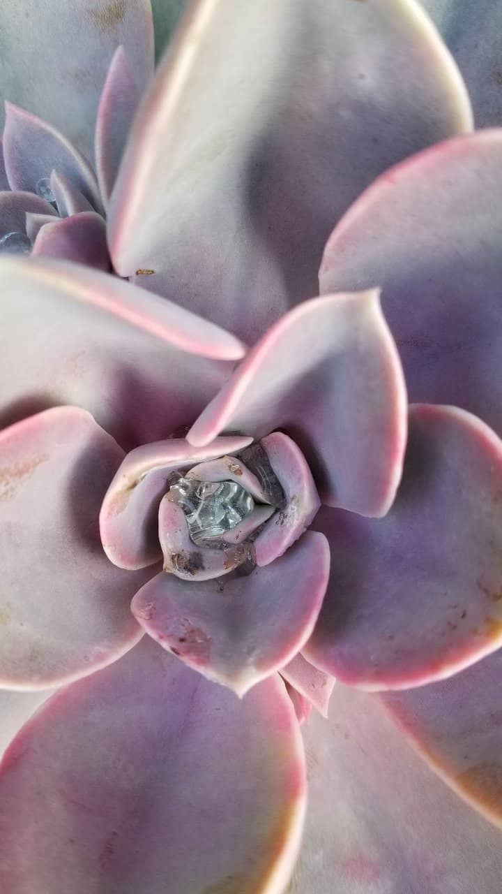 Vibrant Flower Gardens