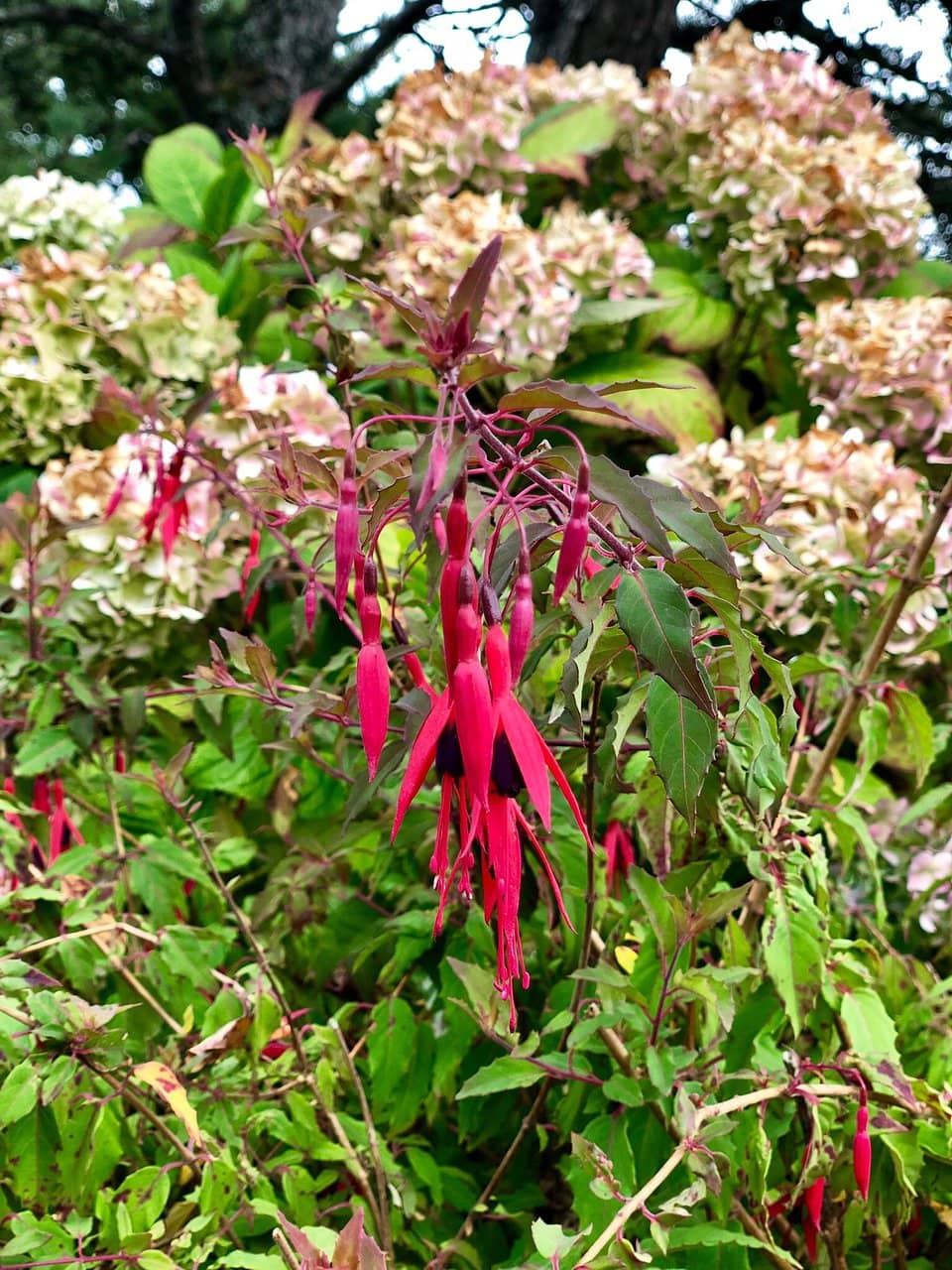 Cozy Uptown Ambiance