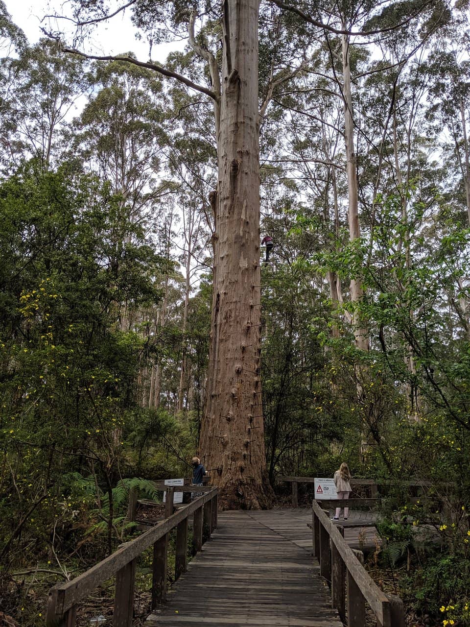 Aerial Adventure Pemberton