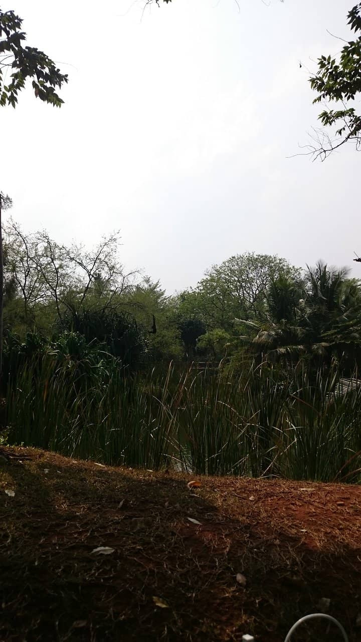 Greenery and Relaxation