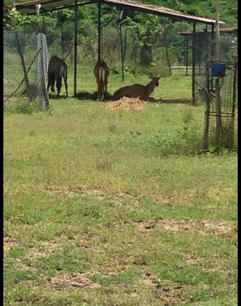 Impressive Aviary & Crocodiles