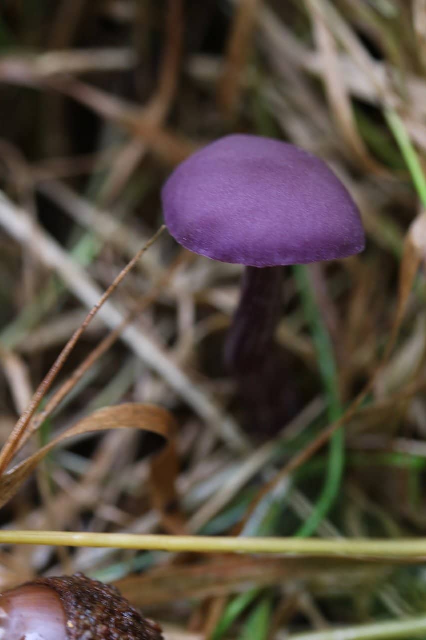 Springtime Bluebell Carpet