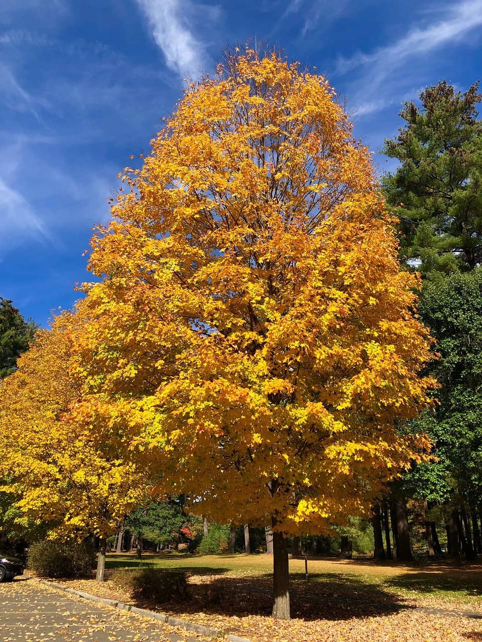 Petting Zoo Encounters