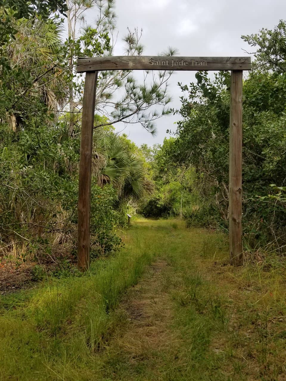 Ancient Forested Dunes