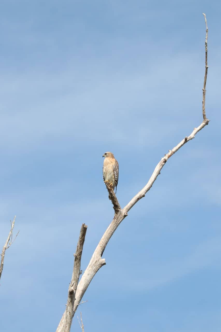 Abundant Wildlife Sightings