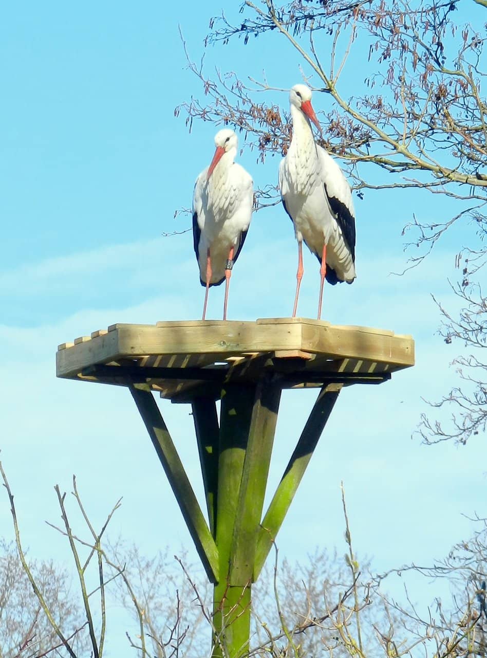 Impressive Whale Skeletons