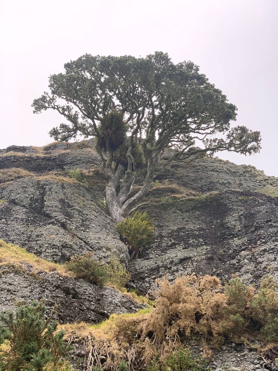 The Volcanic Plug Ascent