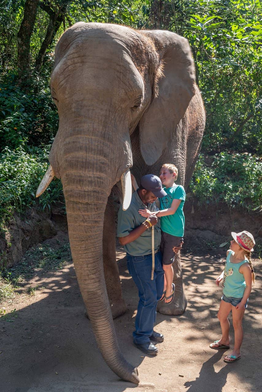 Guided Elephant Walk