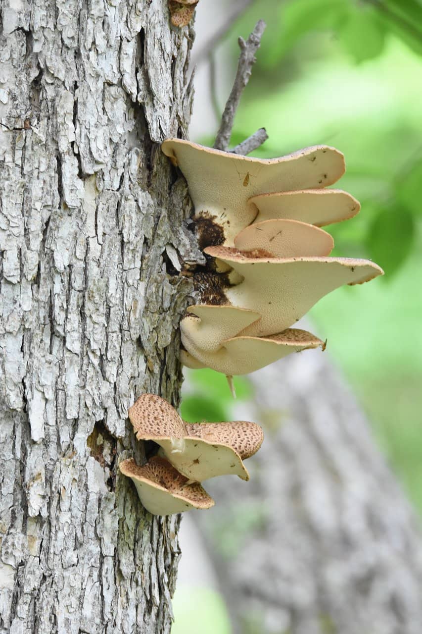 Bokke Geothermal Area
