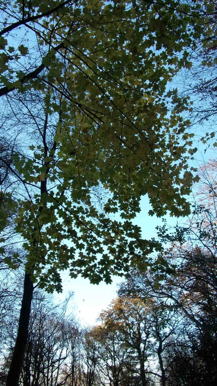 Scenic Walking Trails