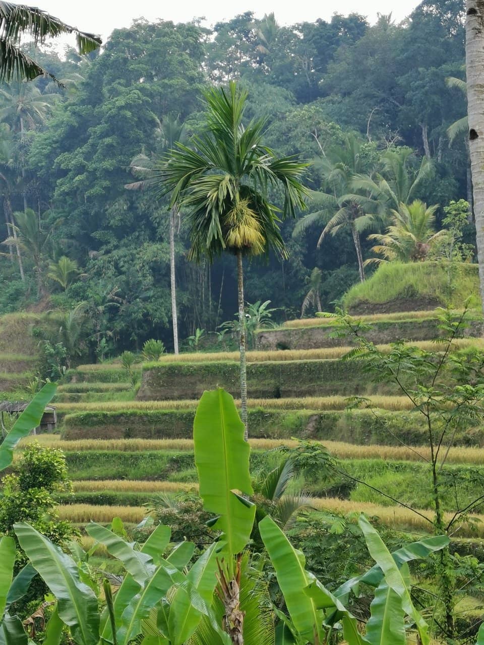 Coral Gardens & Marine Biodiversity