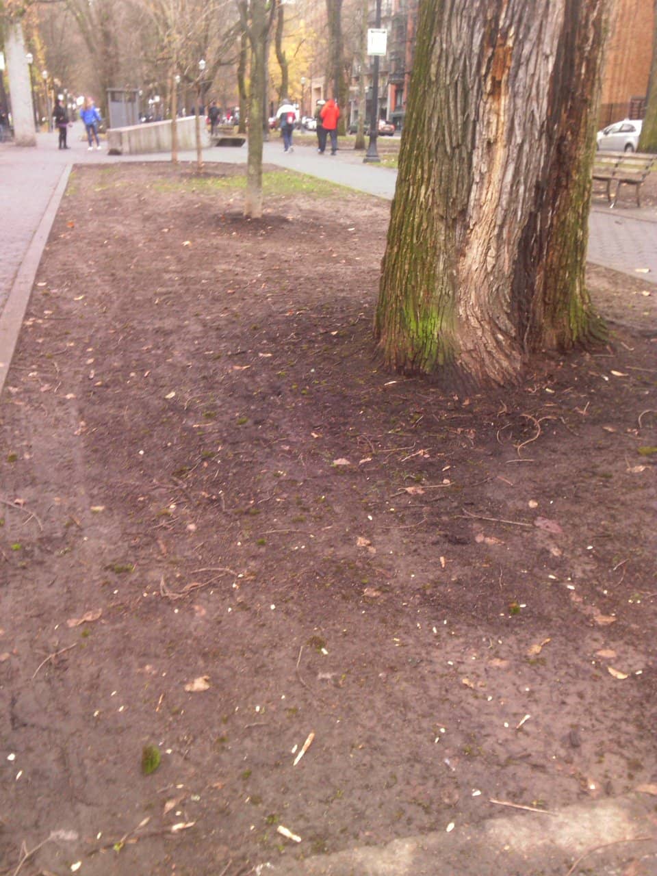 Vibrant Rose Gardens