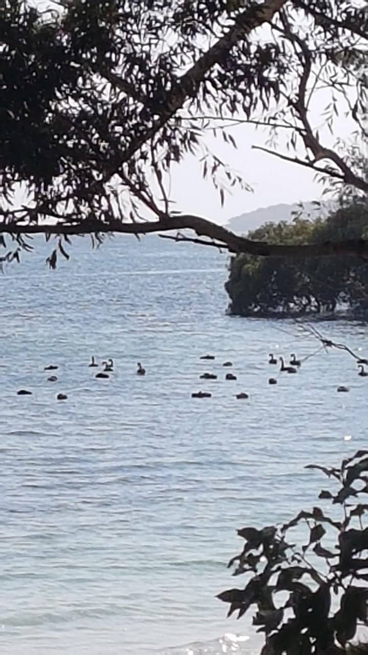 Native Flora and Fauna