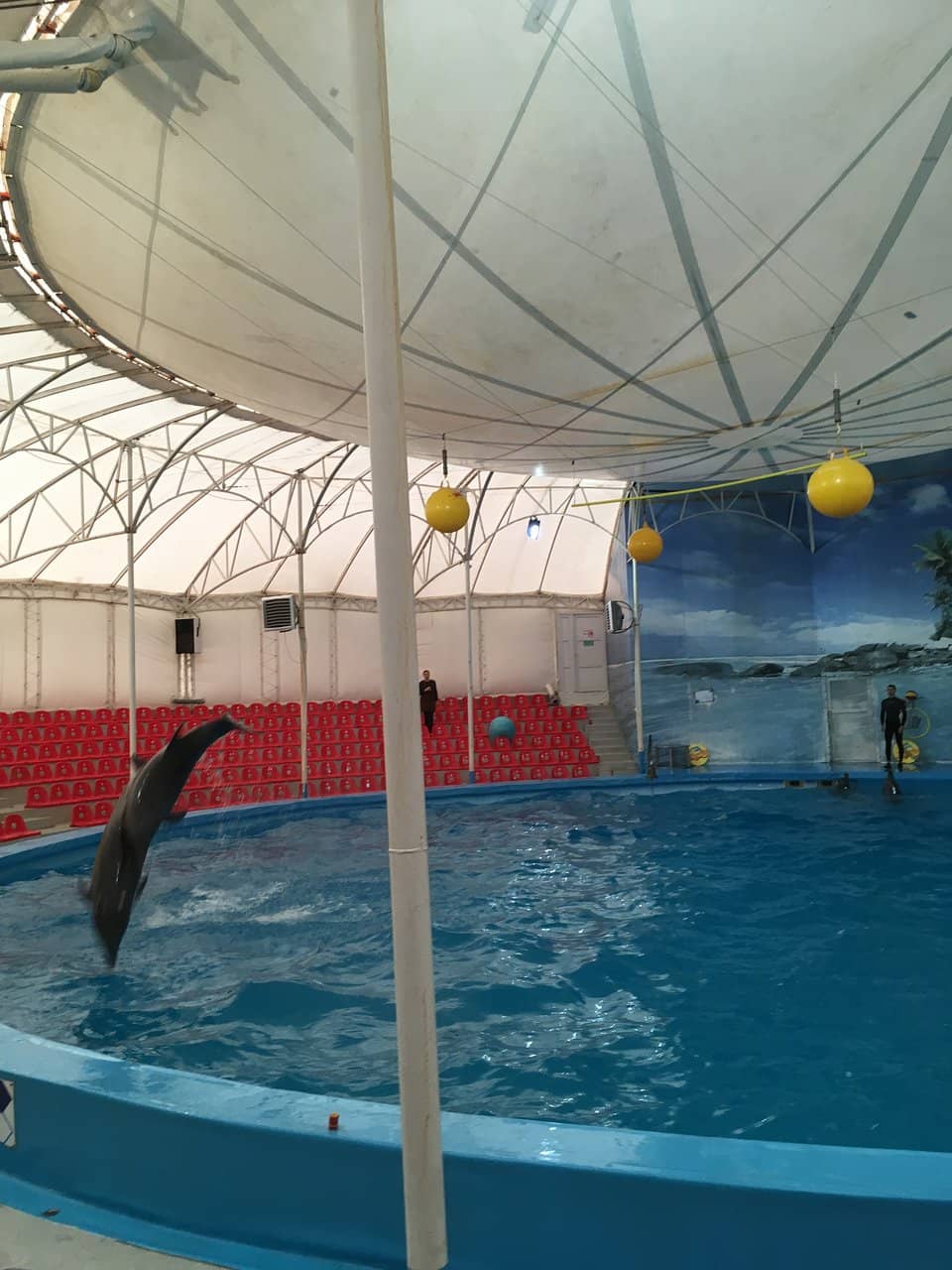 Swim with Dolphins Experience