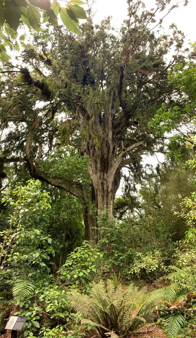 Giant Rimu Trees