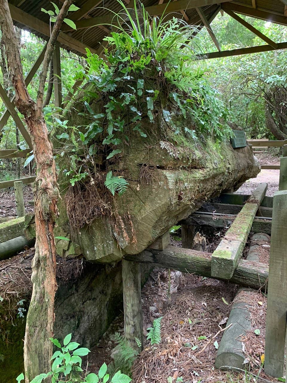 Plane Crash Site