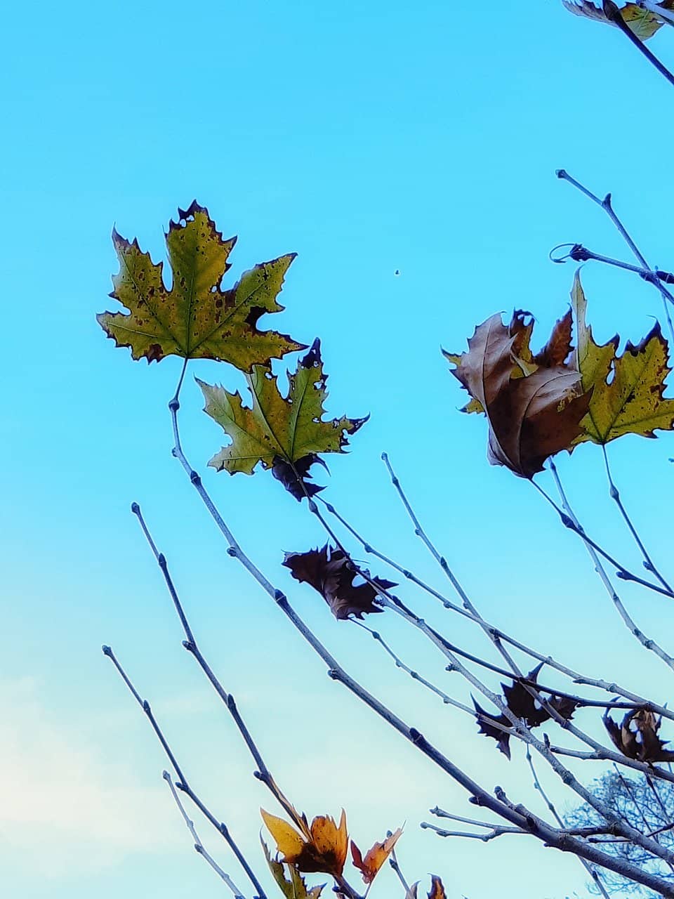 Vertical photo