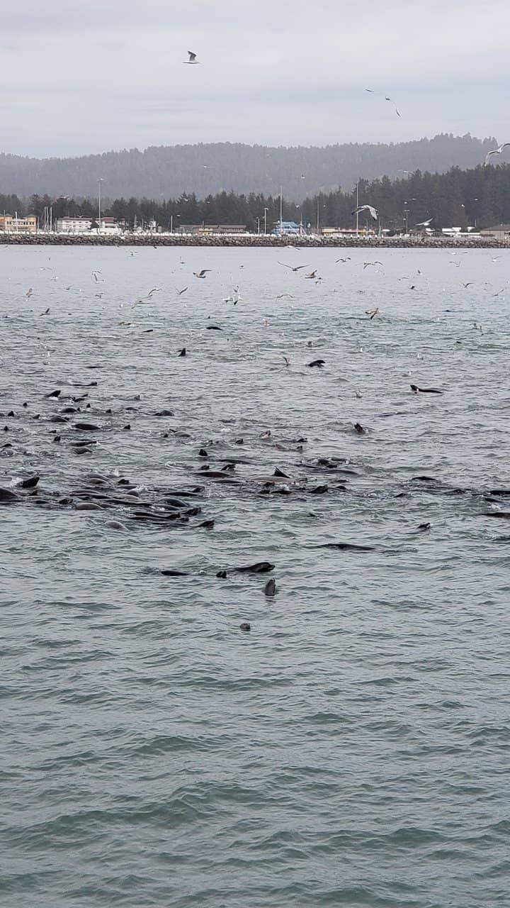 Marine Life Discovery