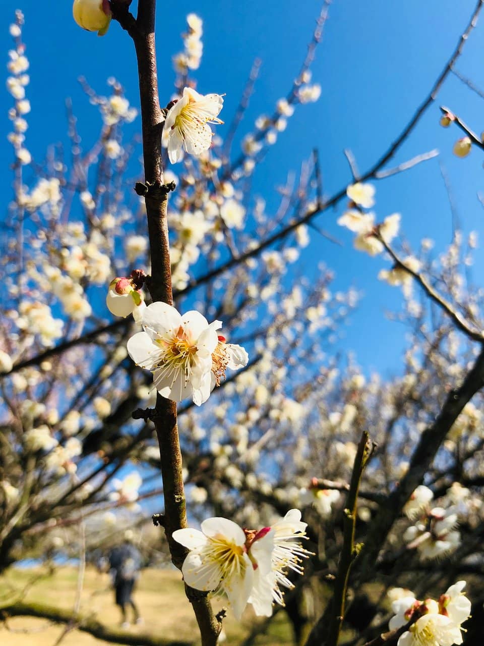 Historic Railway Remnants