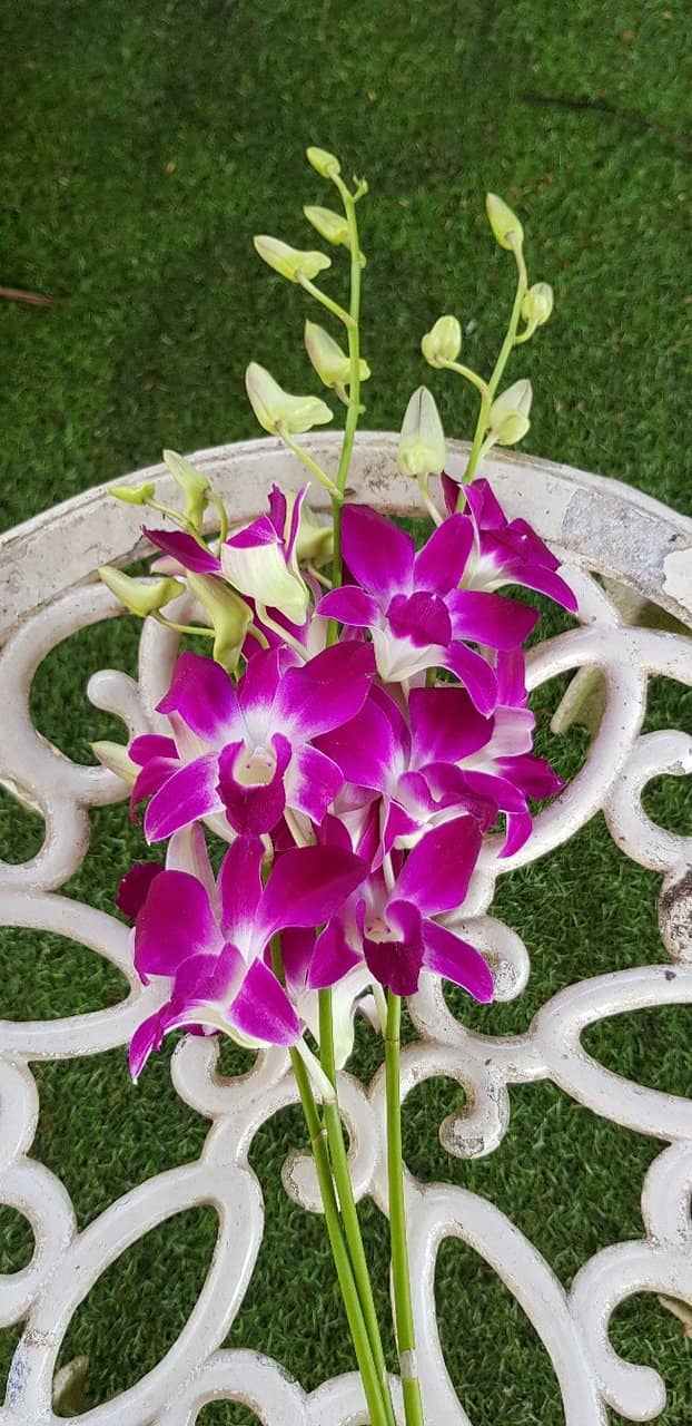 Complimentary Orchid Bouquet