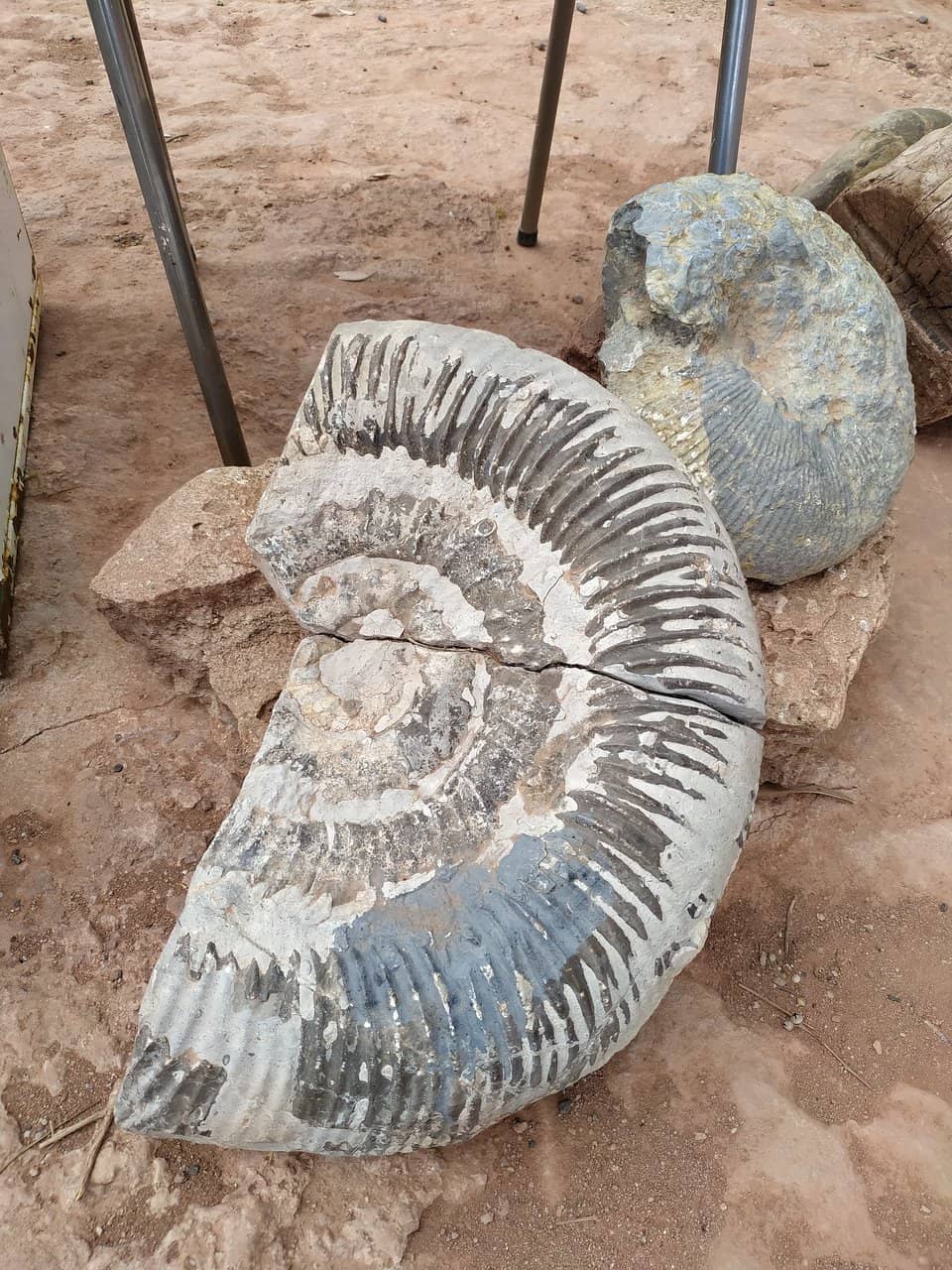 Meet the Paleontology Team