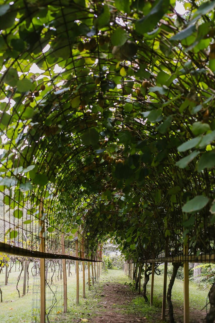 Winemaker's Secret Garden Tour