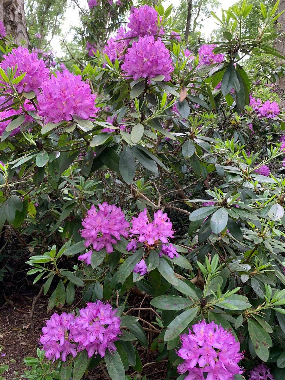 Silver Birch Woodland