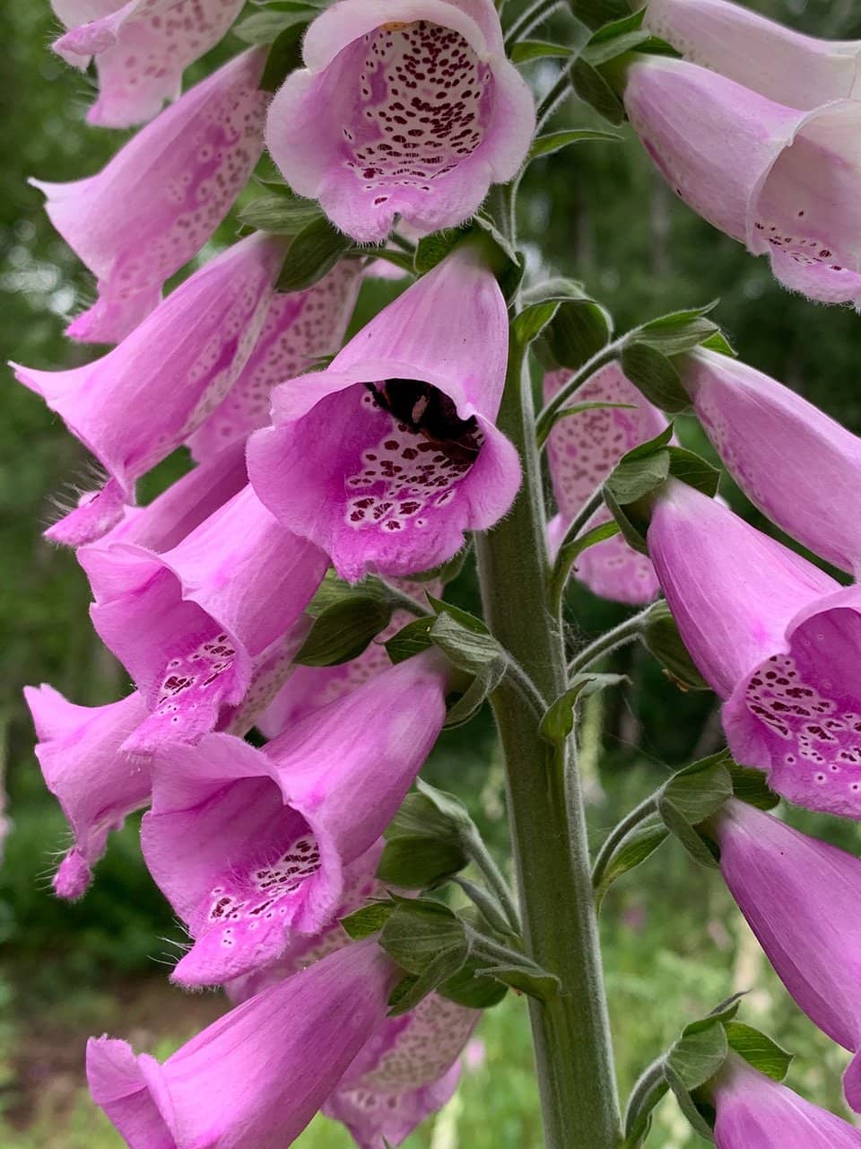 Raised Bog Landscape