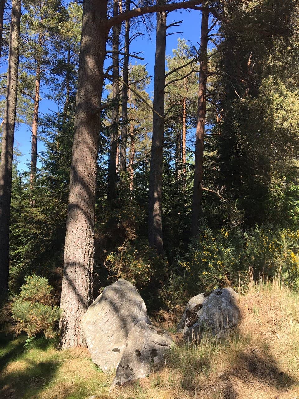 Scenic Woodland Views